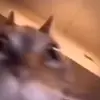 Стикер 20 Cats #animals #cat #meme #cute