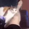 Стикер 35 Cats #animals #cat #meme #cute