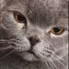 Стикер 55 Cats #animals #cat #meme #cute