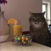 Стикер 51 Cats #animals #cat #meme #cute