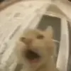 Стикер 3 Cats #animals #cat #meme #cute