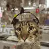 Стикер 2 Cats #animals #cat #meme #cute