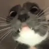 Стикер 17 Cats #animals #cat #meme #cute