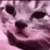 Стикер 11 Cats #animals #cat #meme #cute