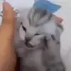 Стикер 16 Cats #animals #cat #meme #cute