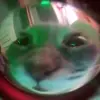 Стикер 19 Cats #animals #cat #meme #cute