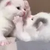 Стикер 59 Cats #animals #cat #meme #cute