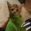 Стикер 32 Cats #animals #cat #meme #cute