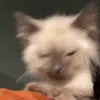 Стикер 60 Cats #animals #cat #meme #cute