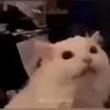 Стикер 9 Cats #animals #cat #meme #cute