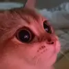 Стикер 8 Cats #animals #cat #meme #cute