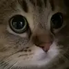 Стикер 5 Cats #animals #cat #meme #cute