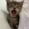Стикер 39 Cats #animals #cat #meme #cute