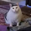 Стикер 33 Cats #animals #cat #meme #cute