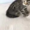 Стикер 50 Cats #animals #cat #meme #cute