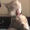 Стикер 36 Cats #animals #cat #meme #cute