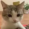 Стикер 31 Cats #animals #cat #meme #cute