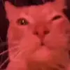Стикер 4 Cats #animals #cat #meme #cute