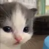 Стикер 6 Cats #animals #cat #meme #cute