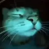 Стикер 7 Cats #animals #cat #meme #cute