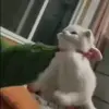 Стикер 49 Cats #animals #cat #meme #cute