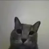 Стикер 61 Cats #animals #cat #meme #cute