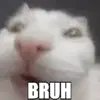Стикер 29 Cats #animals #cat #meme #cute