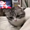 Стикер 40 Cats #animals #cat #meme #cute