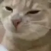 Стикер 15 Cats #animals #cat #meme #cute