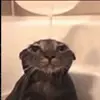 Стикер 56 Cats #animals #cat #meme #cute