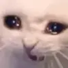 Стикер 54 Cats #animals #cat #meme #cute