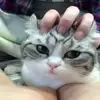 Стикер 41 Cats #animals #cat #meme #cute