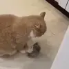 Стикер 58 Cats #animals #cat #meme #cute