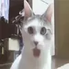 Стикер 48 Cats #animals #cat #meme #cute