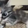 Стикер 28 Cats #animals #cat #meme #cute