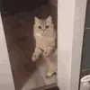 Стикер 24 Cats #animals #cat #meme #cute