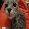 Стикер 42 Cats #animals #cat #meme #cute