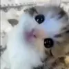 Стикер 25 Cats #animals #cat #meme #cute
