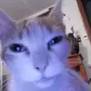 Стикер 18 Cats #animals #cat #meme #cute