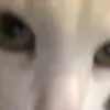 Стикер 21 Cats #animals #cat #meme #cute
