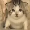 Стикер 10 Cats #animals #cat #meme #cute