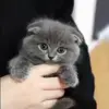 Стикер 37 Cats #animals #cat #meme #cute