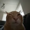 Стикер 52 Cats #animals #cat #meme #cute