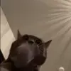 Стикер 46 Cats #animals #cat #meme #cute