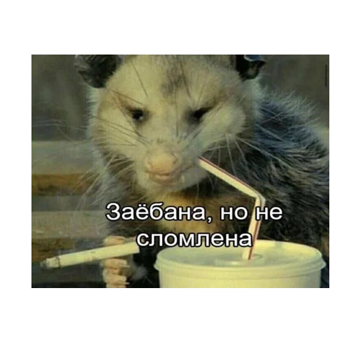 🚬 Стикер «*Мемы на все случаи жизни*» для Telegram