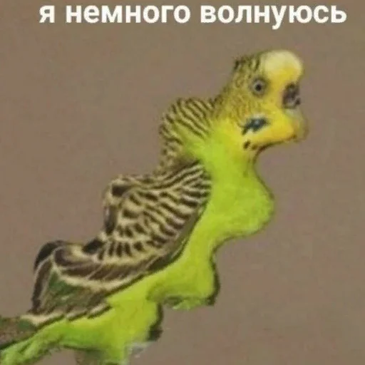 Стикерпак *Мемы на все случаи жизни* для Telegram