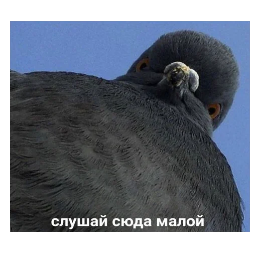 👹 Стикер «*Мемы на все случаи жизни*» для Telegram