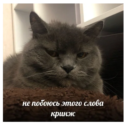 🫣 Стикер «*Мемы на все случаи жизни*» для Telegram