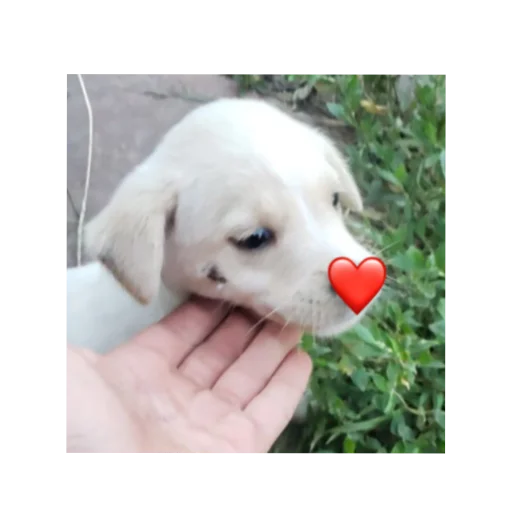 🥺 Стикер «Тоха2.0» для Telegram