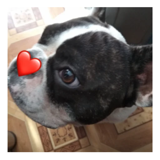 ❤️ Стикер «Тоха2.0» для Telegram